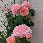 Lagalerne